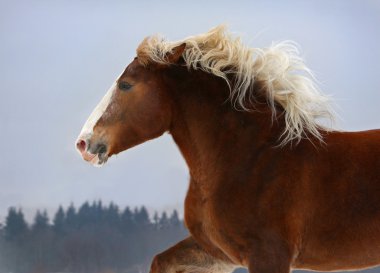 Chestnut draft horse portrait in motion clipart