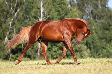 Sorrel horse runnig on the meadow clipart