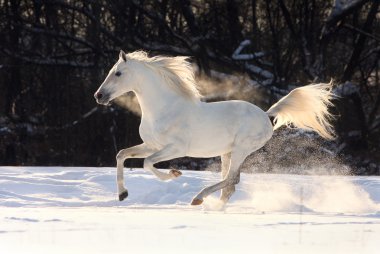Beyaz kış aylarında çalışan at