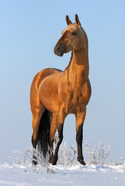 Golden akhalteke stallion clipart