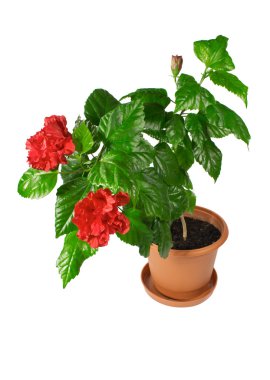 Chinese hibiscus clipart