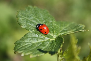 Божья коровка
