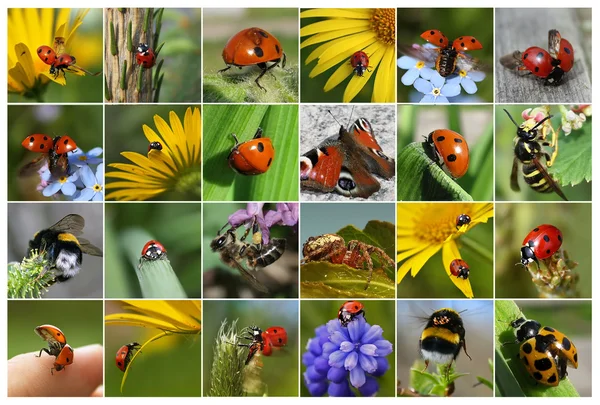 Коллаж с насекомыми — Stock Photo, Image