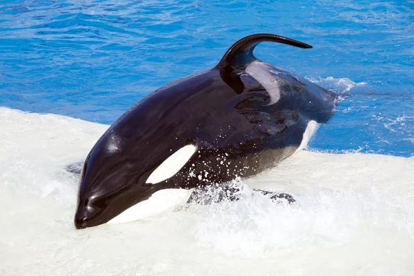 Velryba zabijácká — Stock fotografie