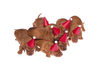 Dachshund puppies 014 clipart