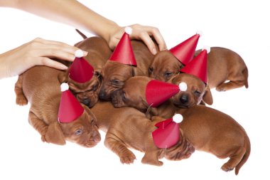 Dachshund puppies 015 clipart