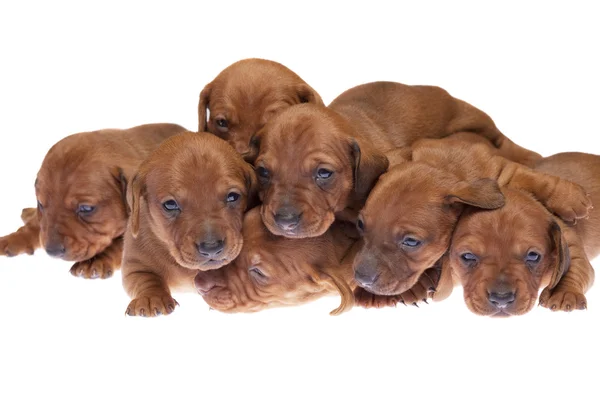 Cachorros Dachshund —  Fotos de Stock