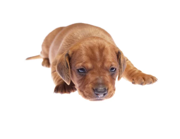 Dachshund cachorro —  Fotos de Stock