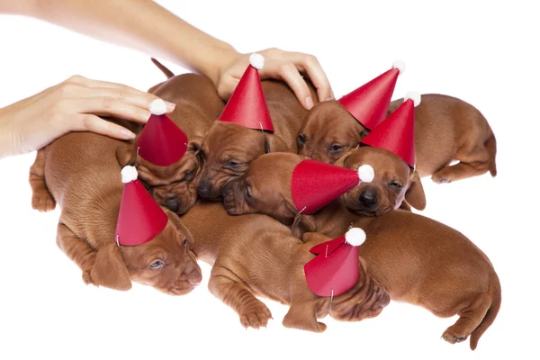Dachshund puppies 015 Royalty Free Stock Images