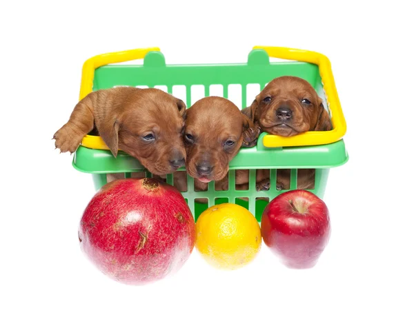 Dachshund cachorros con frutas —  Fotos de Stock