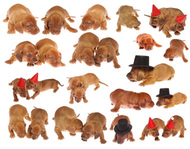 Many dachshund puppies