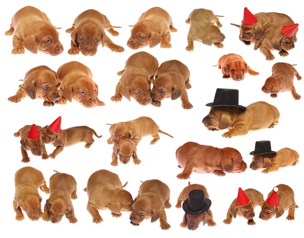 Molti cuccioli di bassotto — Foto Stock