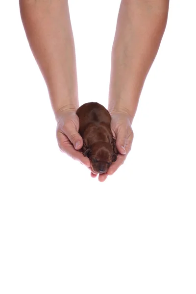 Női kéz és a kiskutya Stock Kép