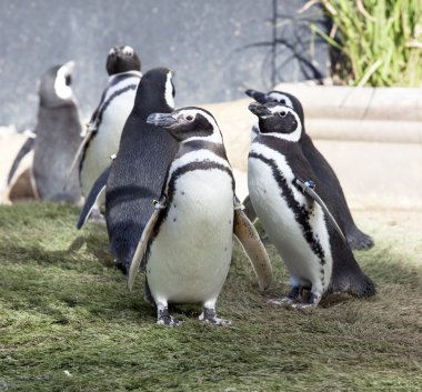 Humboldt Penguin's clipart