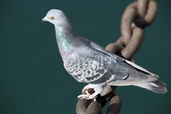 Closeup view of dove — Stock Photo, Image