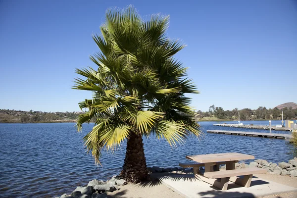 Palm in front of lake — Stock Photo, Image