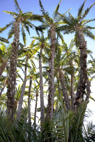 Palmetrær – stockfoto