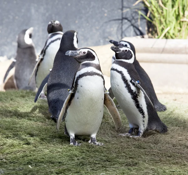 Humboldt Penguin's — Stock Photo, Image