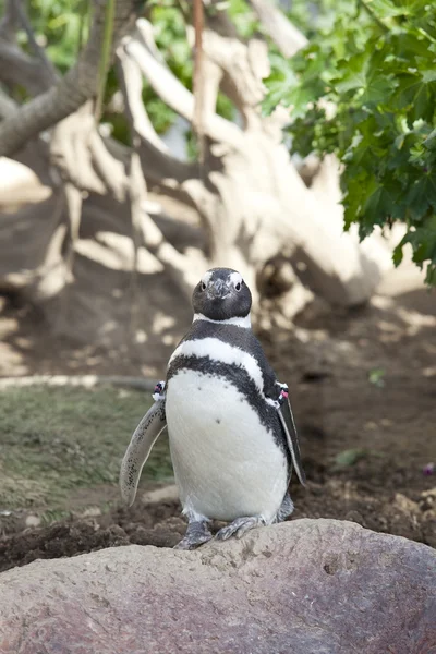 Pingüino de Humboldt — Foto de Stock