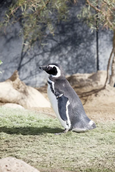 Tučňák Humboldtův — Stock fotografie