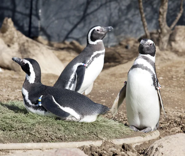 Гумбольдт Пингвин — стоковое фото