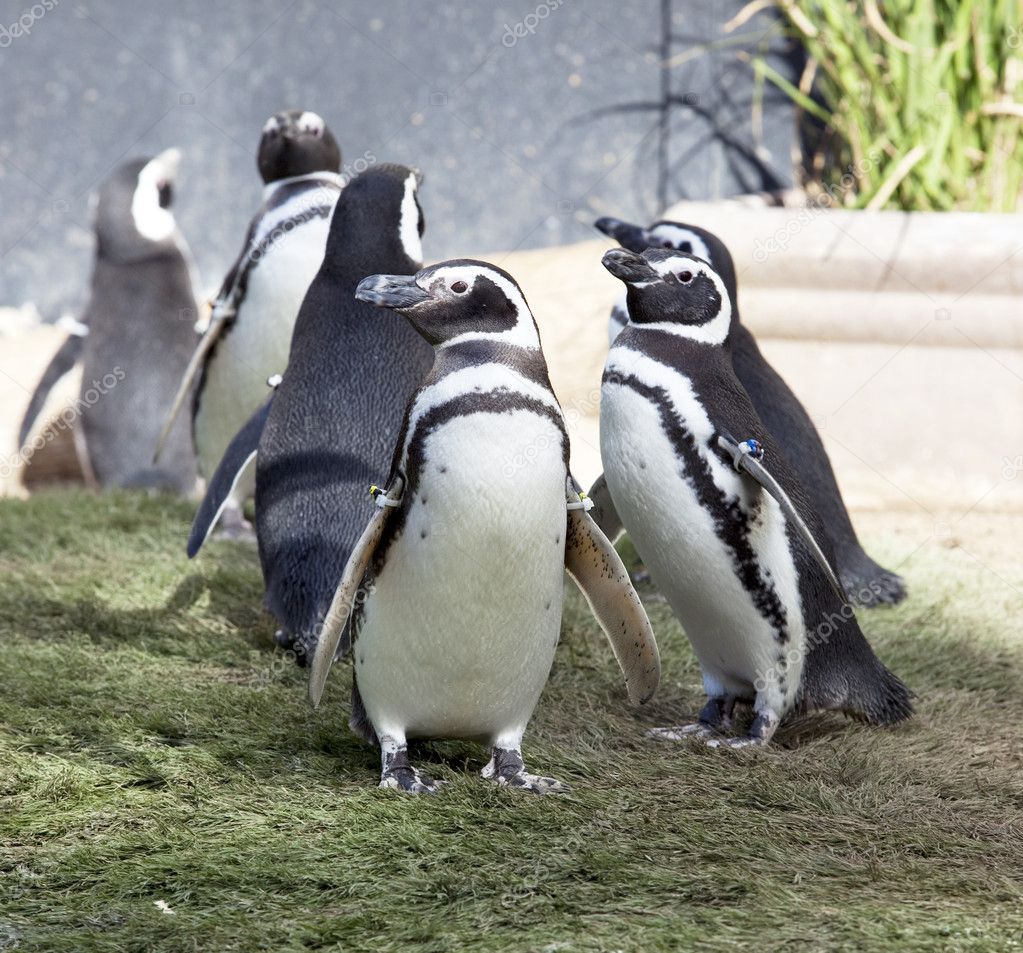 Humboldt Penguin's