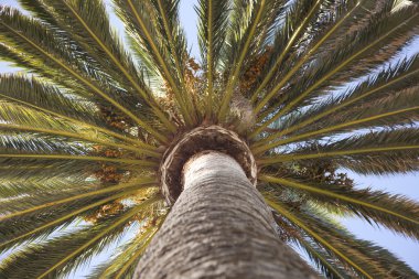 Top of palm tree clipart