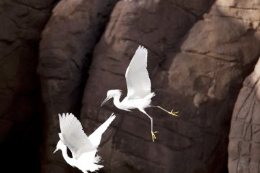 Snowy white egret clipart