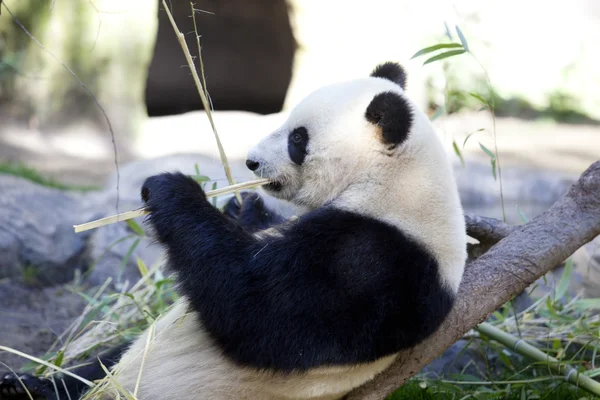 Oso bebé panda —  Fotos de Stock