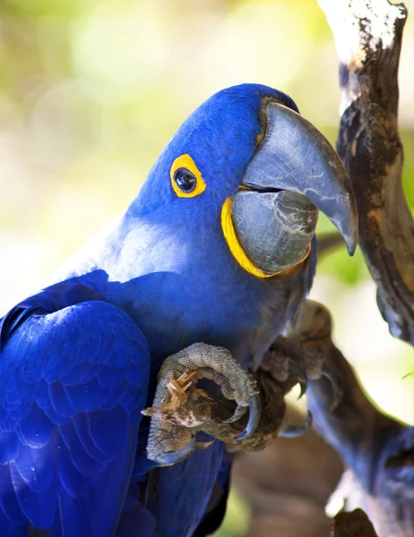 stock image Parrot