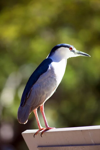 Beautiful bird — Stock Photo, Image