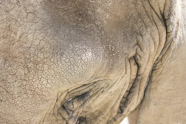 大象的脸 — 图库照片