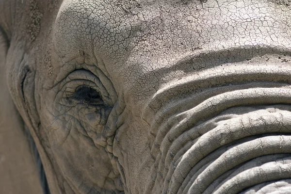 Слона обличчя — стокове фото