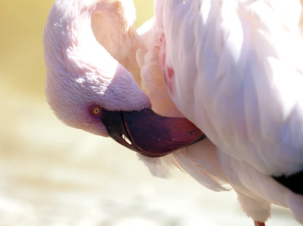 stock image Flamingo