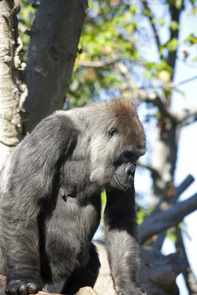 Gyönyörű gorilla — Stock Fotó
