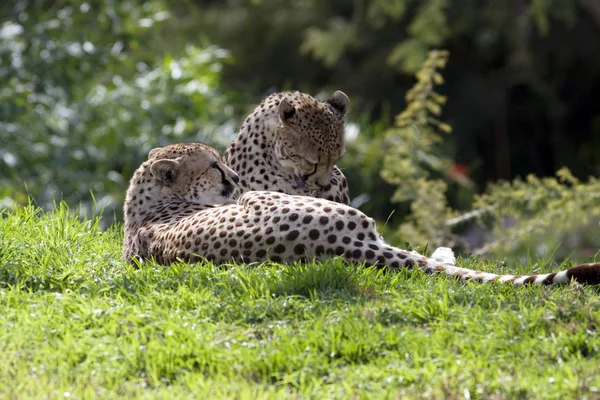 Два леопарда — стоковое фото