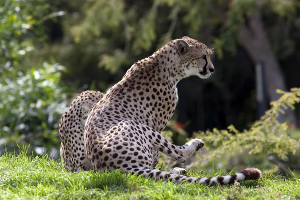 Два леопарда — стоковое фото