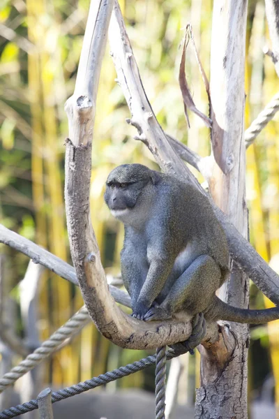 Όμορφη μαϊμού — Φωτογραφία Αρχείου