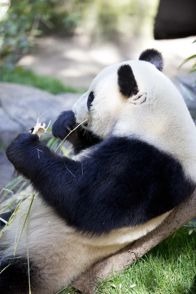 Panda baby Beer — Stockfoto