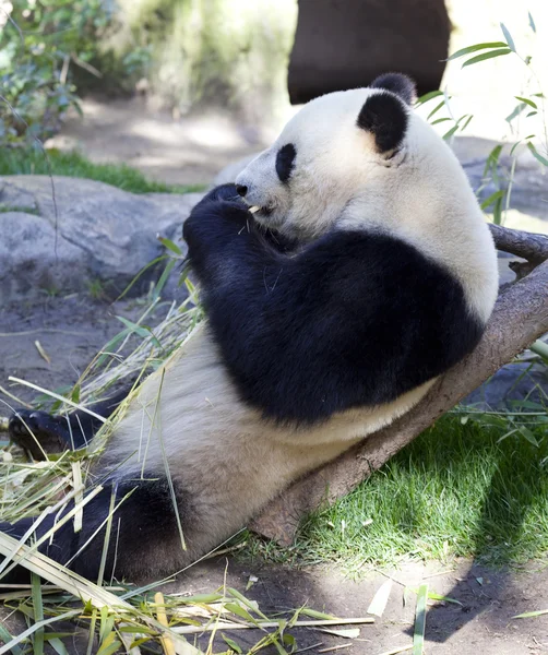Oso bebé panda —  Fotos de Stock