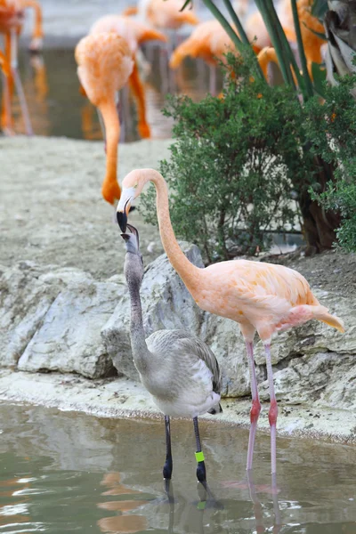 stock image Two flamingo