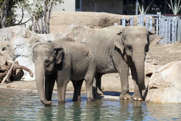 2 elefants — 스톡 사진