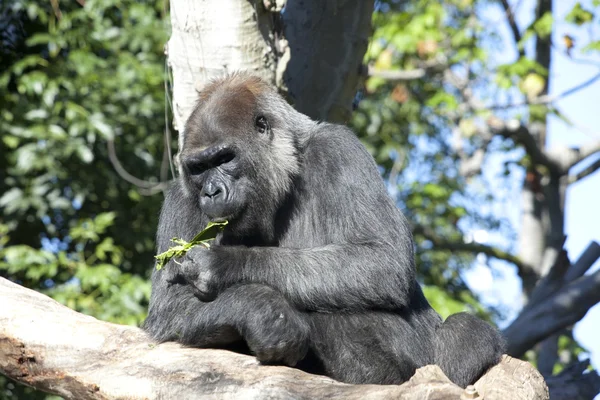 Hermoso gorila — Foto de Stock