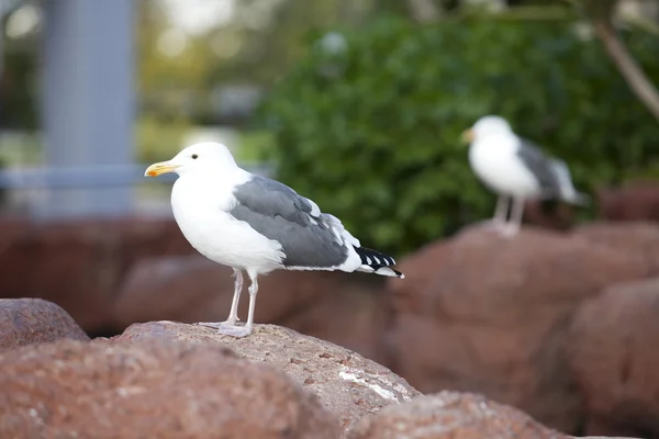 Seagull's — Stock Photo, Image