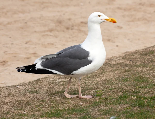 Sea gull — Stock fotografie