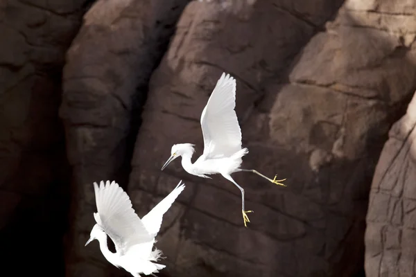 Snowy white egret — Stock Photo, Image
