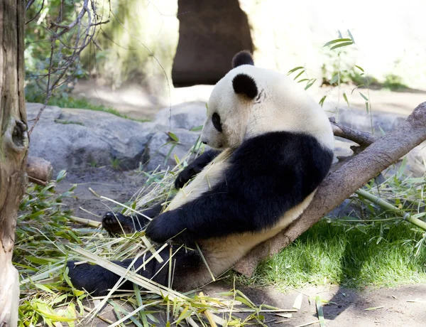 Oso bebé panda Imagen de stock