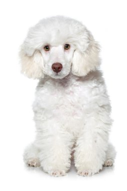 White poodle puppy on white background clipart