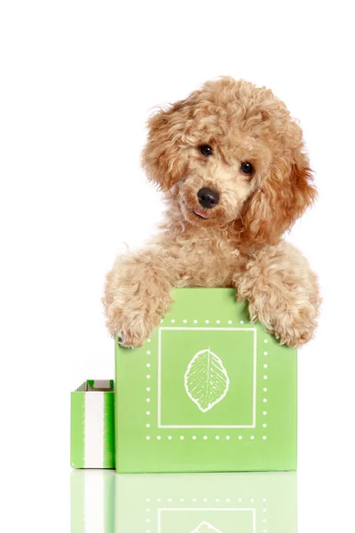 Cachorrinho de poodle de damasco está em uma caixa de presente — Fotografia de Stock