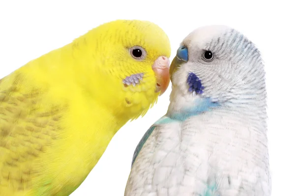 Пара попугаев, изолированных на белом — стоковое фото